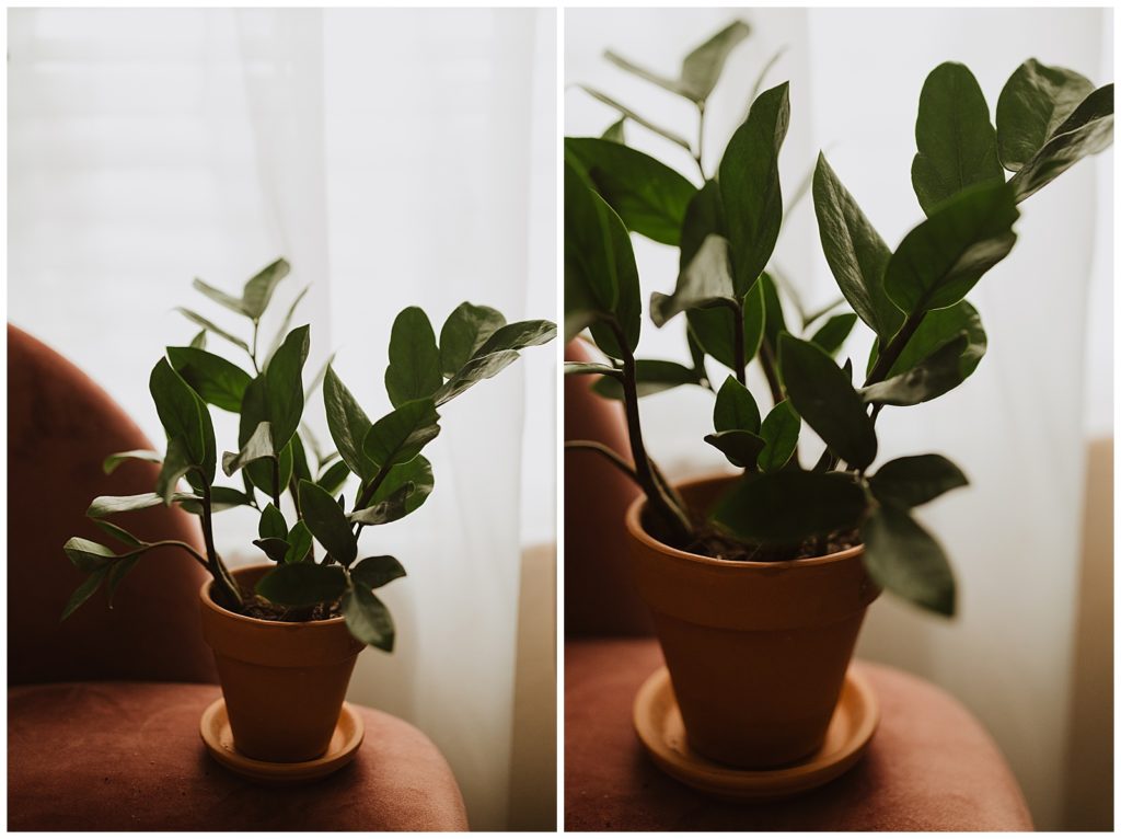 ZZ Plant | 3 Houseplants I'm Obsessed With