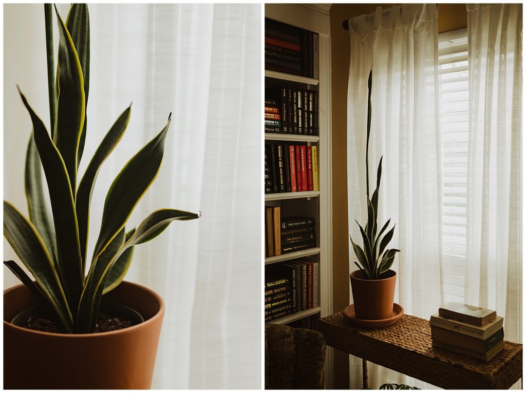 Snake Plant | 3 Houseplants I'm Obsessed With